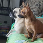BooBoo & Yoda