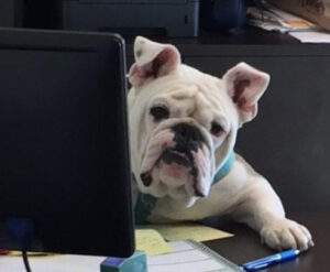 Winston hard at work.